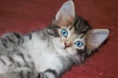 Siberian-Cat-Pogo-1
