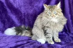 Siberian-Cat-Pogo-10