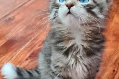 Siberian-Cat-Pogo-2