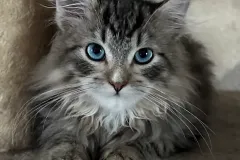 Siberian-Cat-Pogo-4