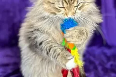 Siberian-Cat-Pogo-5