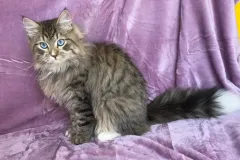 Siberian-Cat-Pogo-7