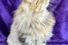 Siberian-Cat-Pogo-8