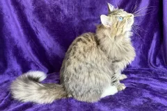 Siberian-Cat-Pogo-9