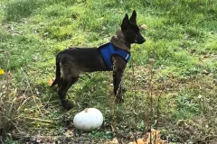 1_Puppies-in-their-new-home_-2