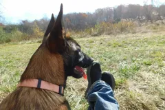 Puppies-In-Their-New-Home-1
