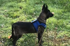 Puppies-In-Their-New-Home-10