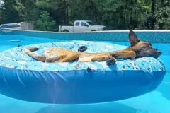 Puppies-In-Their-New-Home-3