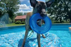 Puppies-In-Their-New-Home-4