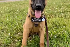 Puppies-In-Their-New-Home-6