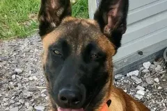 Puppies-In-Their-New-Home-8
