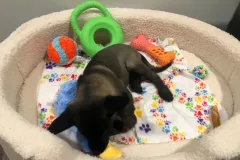 Puppies-In-Their-New-Home-9