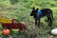 Puppies-in-their-new-home_-1-2