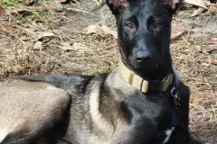 Puppies-in-their-new-home_-1