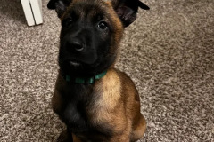 Puppies-in-their-new-home_-10
