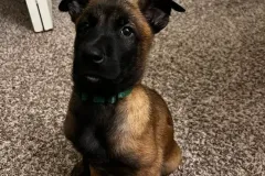 Puppies-in-their-new-home_-10