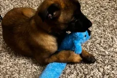 Puppies-in-their-new-home_-11