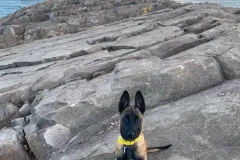 Puppies-in-their-new-home_-12