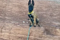 Puppies-in-their-new-home_-14