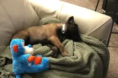 Puppies-in-their-new-home_-16