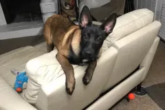 Puppies-in-their-new-home_-17