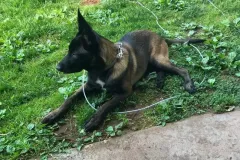 Puppies-in-their-new-home_-18