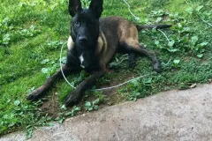 Puppies-in-their-new-home_-19