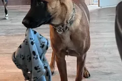 Puppies-in-their-new-home_-2-2