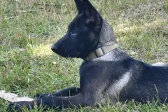 Puppies-in-their-new-home_-2