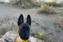 Puppies-in-their-new-home_-3-2