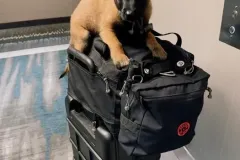 Puppies-in-their-new-home_-3