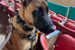 Puppies-in-their-new-home_-4-2