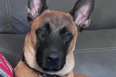 Puppies-in-their-new-home_-5-2