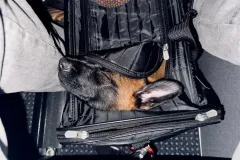 Puppies-in-their-new-home_-5