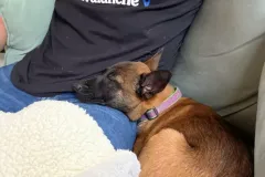 Puppies-in-their-new-home_-6-2