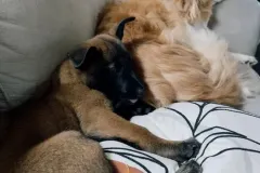 Puppies-in-their-new-home_-6