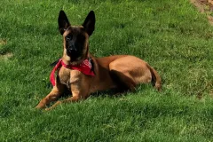 Puppies-in-their-new-home_-7