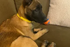 Puppies-in-their-new-home_-8