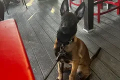 Puppies-in-their-new-home_-9