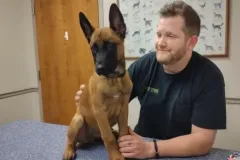 Puppies-in-their-new-home_