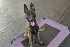 Puppies-in-their-new-home_h_1312-1