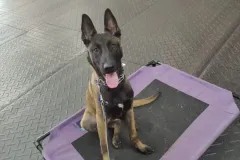 Puppies-in-their-new-home_h_1312-1