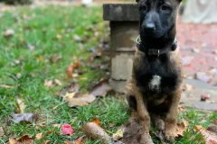 Puppies-in-their-new-home_h_1312-2