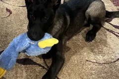 Puppies-in-their-new-home_h_1312-3