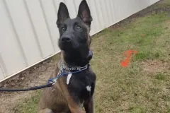 Puppies-in-their-new-home_h_1312