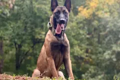 Puppies-in-their-new-home_h_1390