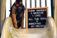 Puppies-in-their-new-home_h_1476