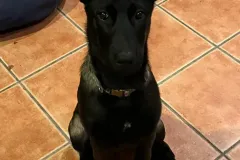 Puppies-in-their-new-home_h_1699