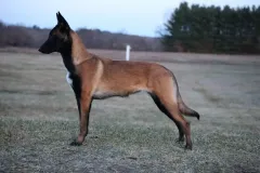 Puppies-in-their-new-home_h_655