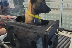 Puppies-in-their-new-home_h_984